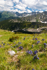 Dzwonki Alpejske, na zboczu polany Wołowca. W tle panorama Tatr.
