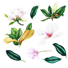 Light pink magnolia flowers and leaves, watercolor set