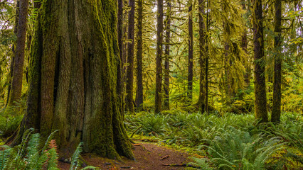 Fototapeta na wymiar Rainforest with lots of trees covered with moss. Hoh Rain Forest, Olympic National Park, Washington state, USA