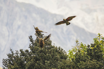 flying and landing kea parrot kea point new zealand mount cook sanctuary