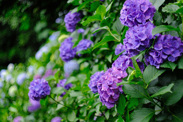 purple hydrangea in the garden