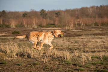 Labrador