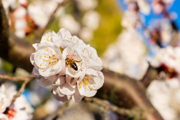 flowering apricot tree