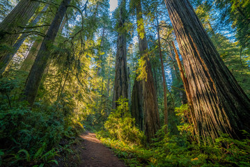 A path in the fairy green forest. The sun's rays fall through the branches. The Boy Scout Tree Trail in Redwood national and state parks. California, USA