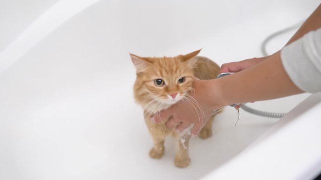 Woman washes cute ginger cat. Fluffy wet pet meows and tries to escape from bathtub.