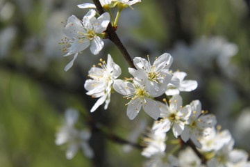 Obraz premium Mirabelle plums orchard flowering trees during springtime