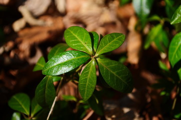 small common periwinkle spring plant with green glossy leaves. Young spring flowers. Closeup, blurred