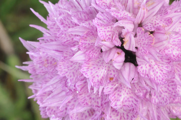 Orchid bloom