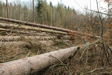 The trees are lying on the ground in the forest. Symbol for lumber industry or care for the forest with wood worm infestation. 