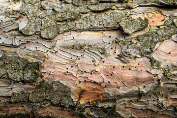 The trees are lying on the ground in the forest. Symbol for lumber industry or care for the forest with wood worm infestation. Detail of the bark with holes. 