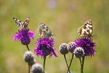 Schachbrett, Melanargia galathea