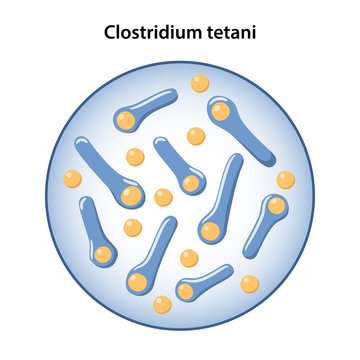 Bacillus tetanus in magnifying glass. Microbiology. Vector illustration in flat style isolated over white background