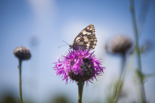 Schachbrett, Melanargia galathea