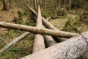 The trees are lying on the ground in the forest. Symbol for lumber industry or care for the forest with wood worm infestation. 
