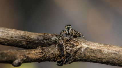 Springspinne
