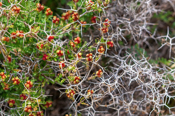 thorn hedge close-up, sarcopoterium spinosum selective focus