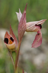 Orchid bloom