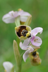 Orchid bloom