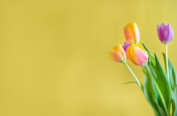 Yellow, red and purple bouquet of tulips on yellow background with copy space, mother's day card or birthday card
