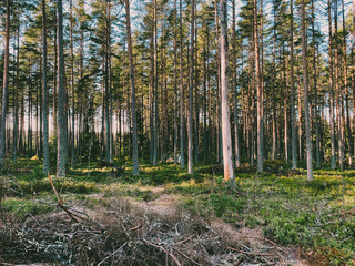 beautiful green forest with pine trees in Sweden.