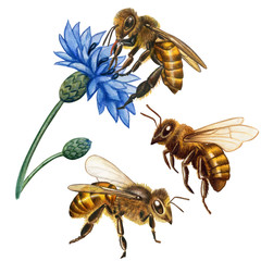 Watercolor realistic honey bees collection