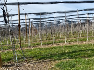 Weinberg in meersburg am bodensee
