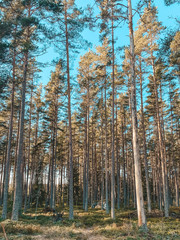 Tall trees in the Swedish forest