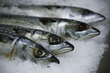 pile of fresh Raw Saba fishes in stainless ice tray SELECTIVE FOCUS