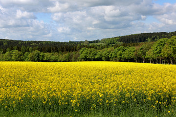 Obraz premium Sommer, Rapsfeld
