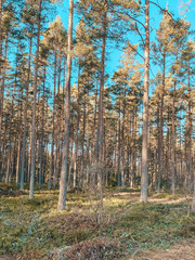 Tall trees in the Swedish forest