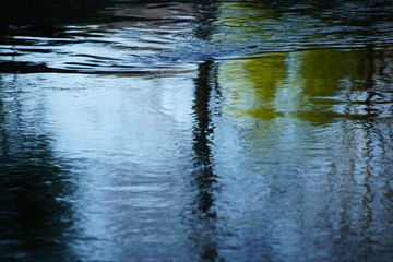 Water nature reflexions of plants during spring