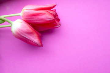 Beautiful pink tulips on pink background. Spring background. Copyspace. Close up. Selective focus