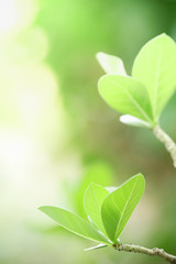 Fototapeta na wymiar Close up of beautiful nature view green leaf on blurred greenery background under sunlight with bokeh and copy space using as background natural plants landscape, ecology wallpaper concept.
