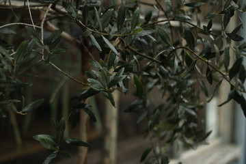 Obraz premium tree on the street rain 