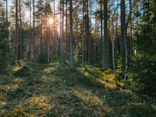 Sunlight beautiful green forest with pine trees in Sweden.