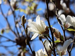 初春に咲くこぶし
Magnolia kobus blooming in early spring