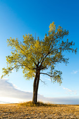 Fototapeta premium Single Tree