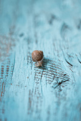 Slow snail moving on old wooden background