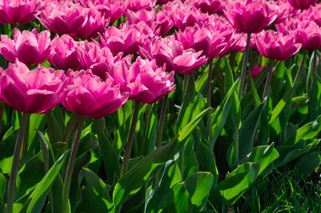 Pink tulips in the garden close-up