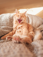 A red cat lies in an armchair and yawns. The mouth of the cat. Laughter
