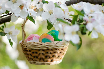 Fototapeta na wymiar Basket with Easter eggs on a flowering tree on a Sunny day.