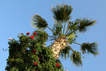 Coconut palm tree on the blue sky with flower bush. Beautiful background.