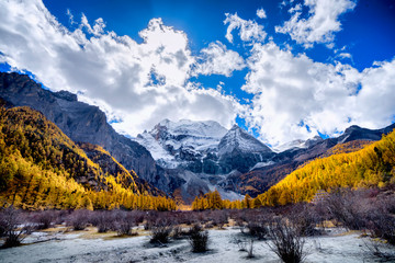 Fototapeta na wymiar Nature landscape river in pine forest mountain valley,Snow Mountain in daocheng yading,Sichuan,China.