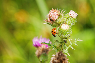 Marienkäfer, Coccinellidae