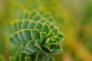 Wilczomlecz mirtowaty, Euphorbia myrsinites