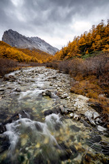 Nature landscape river in pine forest mountain valley,Snow Mountain in daocheng yading,Sichuan,China.