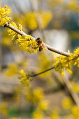 bee on a cornel tree. Yellow flowers. The concept of the arrival of spring.Honey production. . Blooming tree, close up. Honey Bee collects pollen from fruit tree. vertical photo