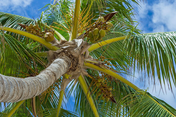 Background with palm trees on blue sky