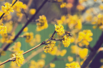 bee on a cornel tree. Yellow flowers. The concept of the arrival of spring.Honey production. . Blooming tree, close up. Honey Bee collects pollen from fruit tree. Dogwood tree in bloom