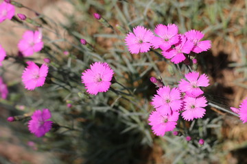 Goździk siny Dianthus gratianopolitanus - obrazy, fototapety, plakaty